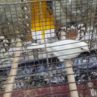 قناری ماده  سن حدود ۲نیم سال