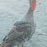 معاوضه با جفت قناری نروماده