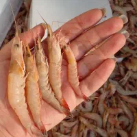 میگوو