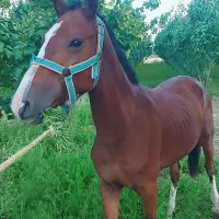 کره اسب نریون ۲ساله ترکمن کورسی|اسب و تجهیزات اسبسواری|قم, چهل درخت|دیوار