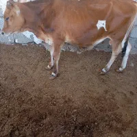 گوساله نر بندر لنگه