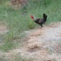 مرغ خروس معاوضه بوقلمون|پرنده|بم, |دیوار