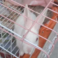خرگوش|موش و خرگوش|لنجان, |دیوار