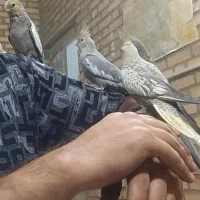 فروش عروس هلندی