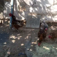 خروس زینتی سبیرایت|حیوانات مزرعه|کمیجان, |دیوار