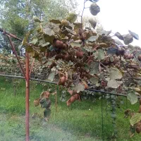 چند تن کیوی بفروش میرسد