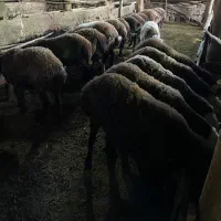 بره پروار|حیوانات مزرعه|طالقان, |دیوار