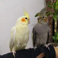 عروس هلندی|پرنده|تربت‌حیدریه, حسنی بالا|دیوار