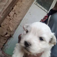 توله پاکوتاه|سگ|کنگاور, |دیوار