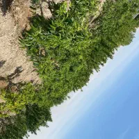 باغچه-400-متری-دهشاد