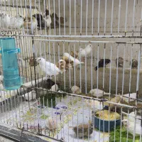 گلدین.قناری.فنچ.طوطی.شاه طوطی و آوازه خوان|پرنده|بندرعباس, |دیوار