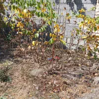 نهال گردوی کاغذی