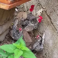 مرغ و خروس سیلور سبرایت