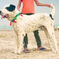 سگ آلابای روسیه