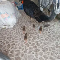 جوجه مرغ شاخدار