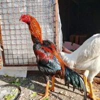 خروس لاری اصیل 9ماهه