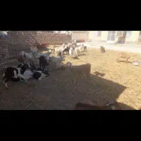 کود و بار گوسفند