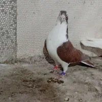 کبوتر آنتیک|پرنده|خرم‌آباد, |دیوار