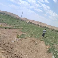 فروش هندوانه