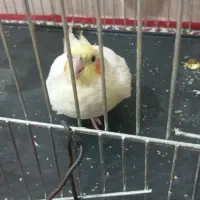 عروس هلندی ماده تخم گذاربشرت