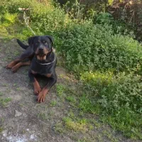 روتوایلر پوزه مکعبی