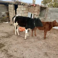 گوساله سرحال خوب  دورگه|حیوانات مزرعه|کلاله, |دیوار
