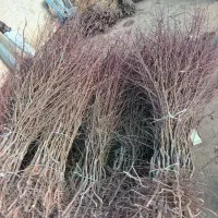 نهال بادام عرضه مستقیم