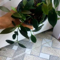 گلهای طبیعی|گل و گیاه طبیعی|یاسوج, |دیوار