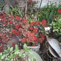 حراج|گل و گیاه طبیعی|تهران, حر|دیوار