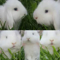 خرگوش لوپ ( لپ )