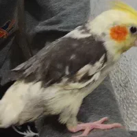 تلویزیون عروس هلندی