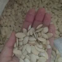 تخمه کدو آجیلی بوجاری شده|عمده‌فروشی|کلاله, |دیوار