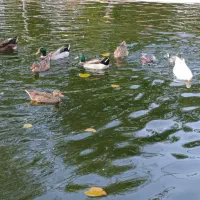 اردک اسرائیلی|حیوانات مزرعه|سلمان‌شهر, |دیوار