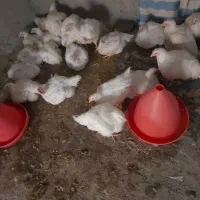مرغ فروشی زنده