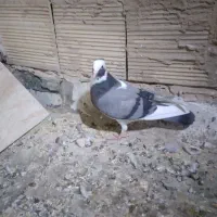 سلام کبوتر پرشی و یاهو