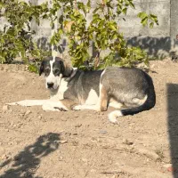 دو قلاده سگ نر عراقی