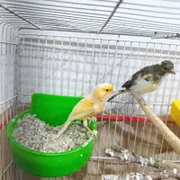قناری بالغ اماده
