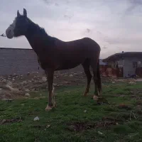 مادیان|اسب و تجهیزات اسب‌سواری|ورامین, ورامین|دیوار