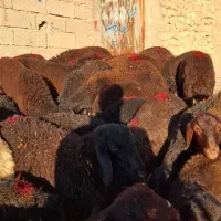 35 راس نر