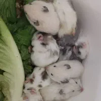 همستریه ماهه وبالغ دستی|موش و خرگوش|مشهد, چهارچشمه|دیوار