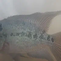 ماهی فلاور.|ماهی|سهند, |دیوار