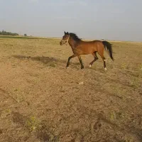 مادیون  وکره  نریون   عرب کرد