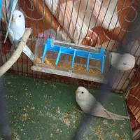 پرنده|پرنده|ری, ظهیرآباد|دیوار