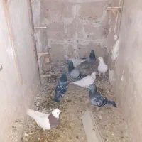 کفتر.کبوتر هوایی