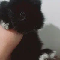 بچه خرگوش رنگی مشکی مخملی نژاد دار|موش و خرگوش|یزد, |دیوار