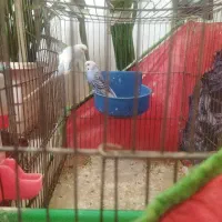 فروش پرنده|پرنده|اصفهان, فجر|دیوار