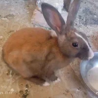 خرگوش