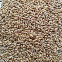 گندم ابی میهن مادری