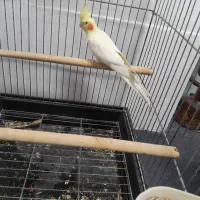 عروس هلندی نر