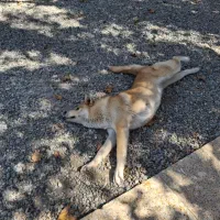 اکیتا ماده دم فل|سگ|ماهدشت, |دیوار